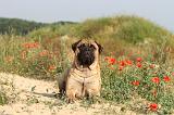 BULLMASTIFF 200